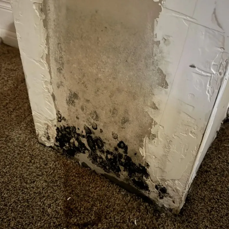Professional Mold Removal in Thermopolis, WY